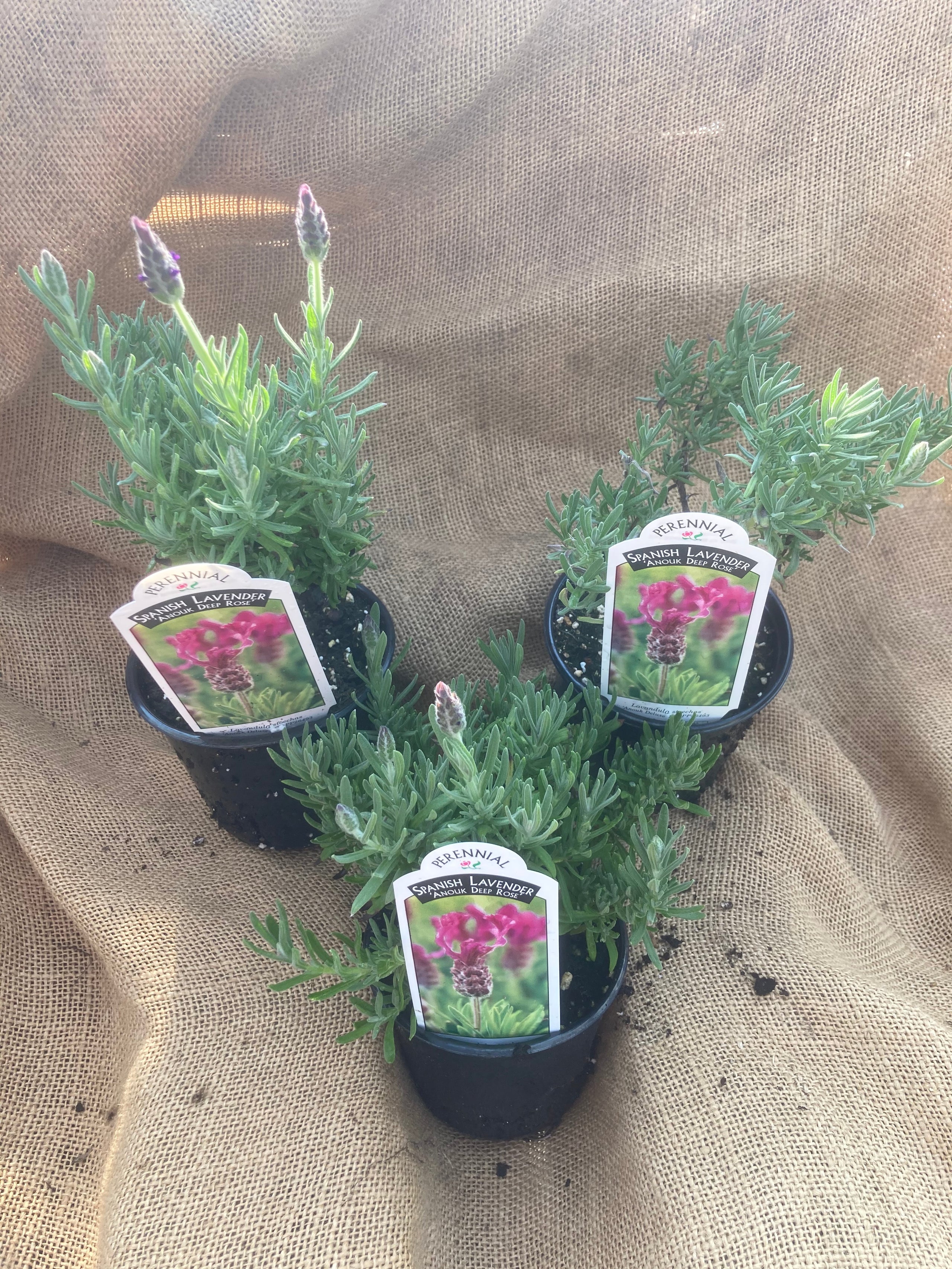 Lavender, Spanish Anouk Deep Rose - 4 inch pot | Oakdale Farms Country Barn